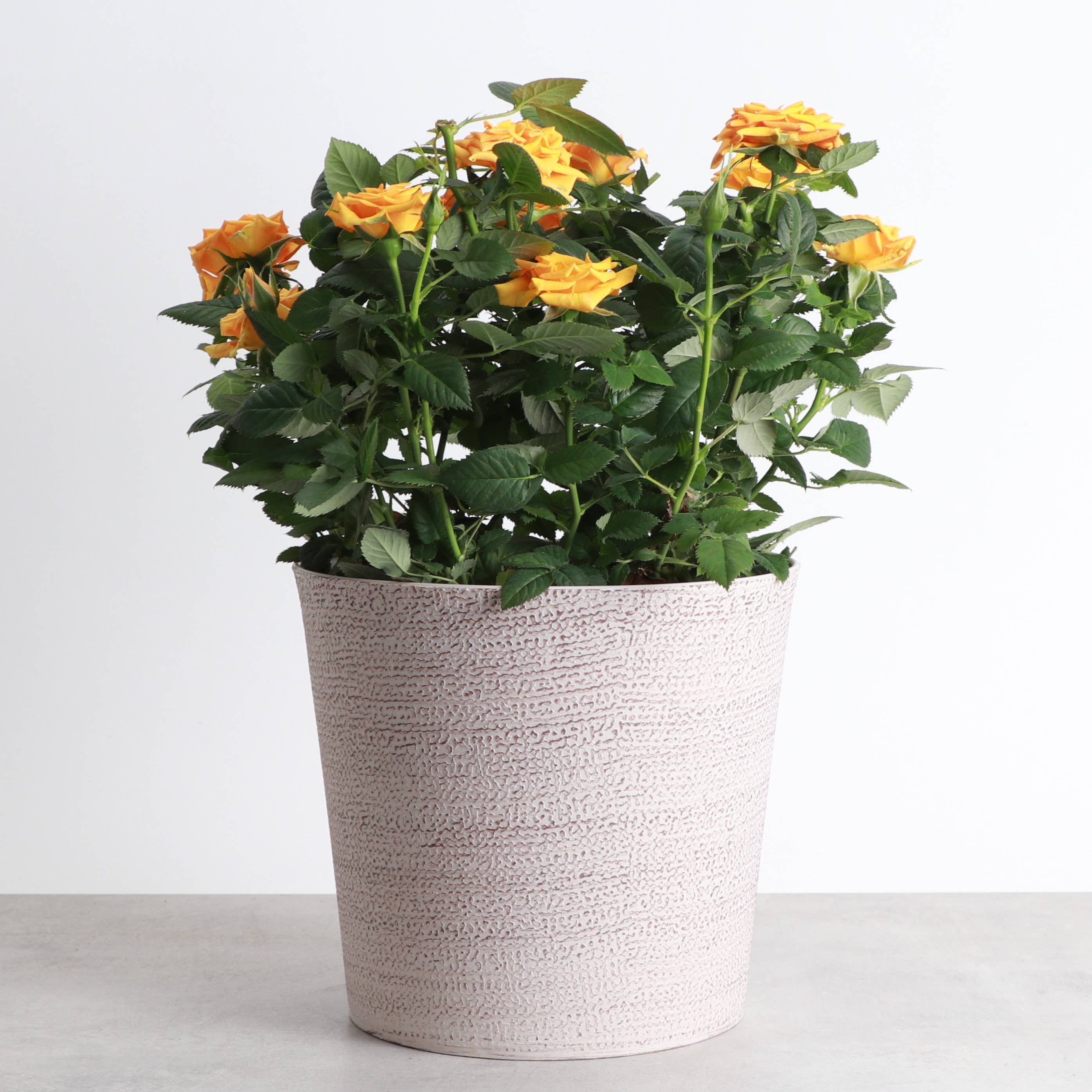 6.5" Decorative Pot Cover for Plants