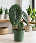 6" Alocasia Maharani