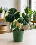 6" Alocasia Mickey Mouse