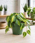 6" Philodendron Brasil