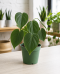 4" Philodendron Cordatum