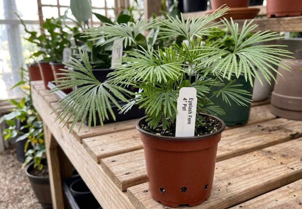 4" Fern