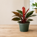 6" Philodendron Congo Rojo