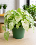 6" Syngonium