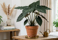 10" Alocasia Regal