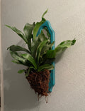 Mounted Staghorn Fern
