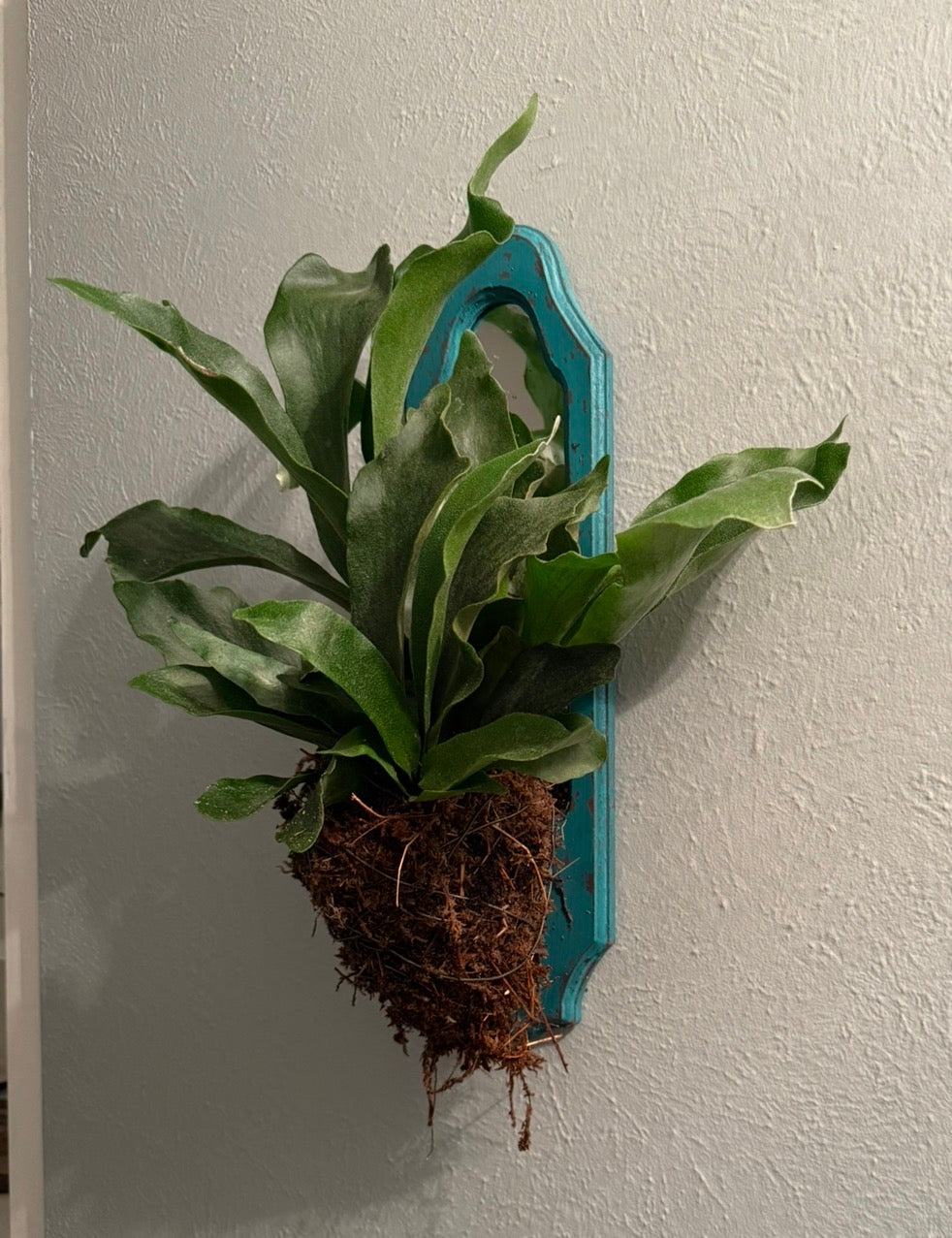 Mounted Staghorn Fern