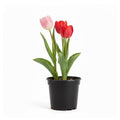 4” Potted Tulips