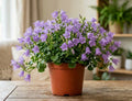 6” Campanula