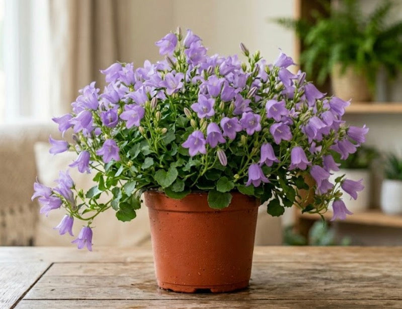 6” Campanula