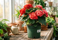 6” Reiger Begonia