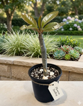 6" Plumeria Seedling