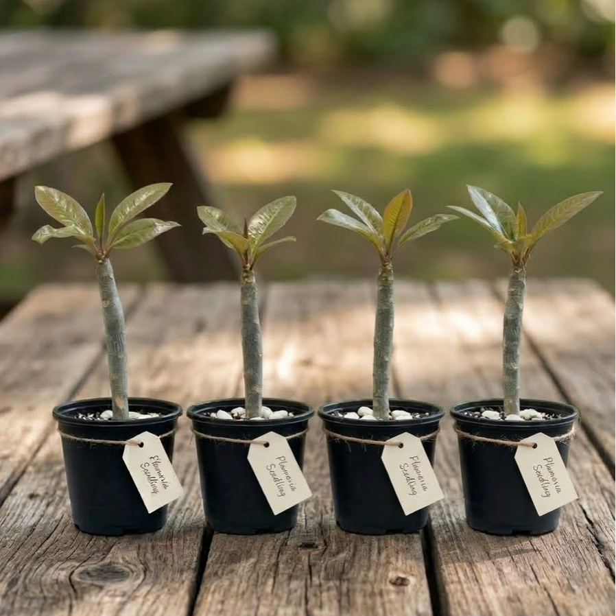 4" Plumeria Seedling