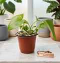 4" Neon Pothos