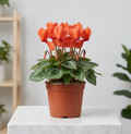 4" Cyclamen