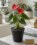 4" Anthurium