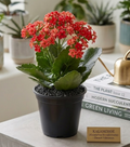 4" Kalanchoe