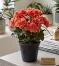 4" Reiger Begonia