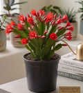 6" Spring Cactus