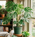 10" Monstera Thai Constellation