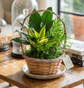 8" wicker basket plant arrangement