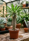 6" Madagascar Palm