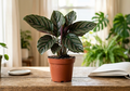 4" Calathea