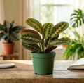 4" Maranta