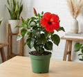 4" Hibiscus
