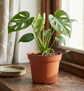 6" Monstera