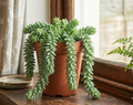 6" Burro Tail