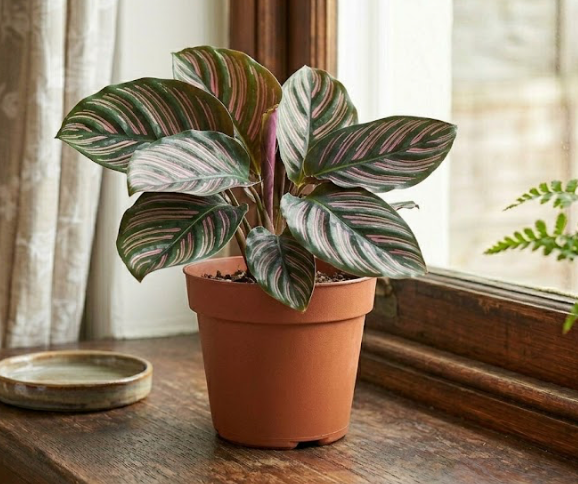 6" Calathea
