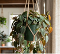 Ivy- Micans Hanging Basket