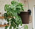 Ivy- Swiss Cheese Hanging Basket