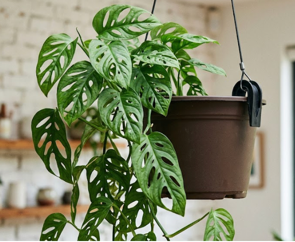 Ivy- Swiss Cheese Hanging Basket