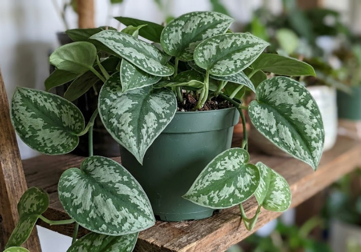 4" Silver Satin Pothos
