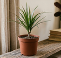 4" Dracaena