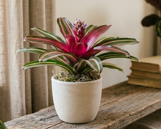 4" Bromeliad