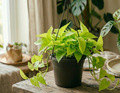 8" Lemon Lime Hanging Basket
