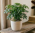 4" Umbrella Tree