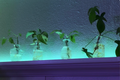 Propagation Vase- Pothos & Philodendron