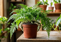 4" Rabbit Foot Fern