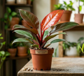 4" Philodendron Sun Red