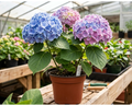 6" Hydrangea