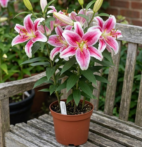 6" Oriental Lily