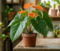 6" Anthurium