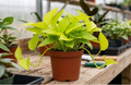 6" Neon Pothos