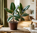 6" Ficus Rubber