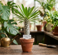 4" Madagascar Palm