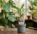 4" Ant Plant